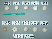 藏品(芋螺貝)的圖片